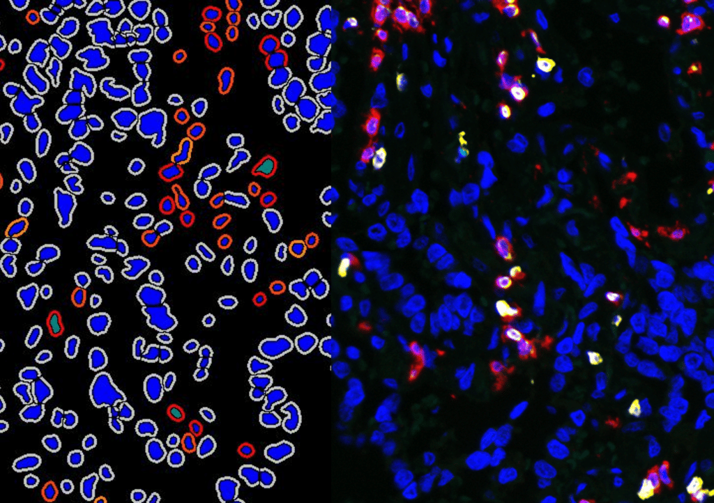 RNAscope® In Situ Hybridization Assays | Cerba Research